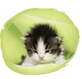 les chatons.....