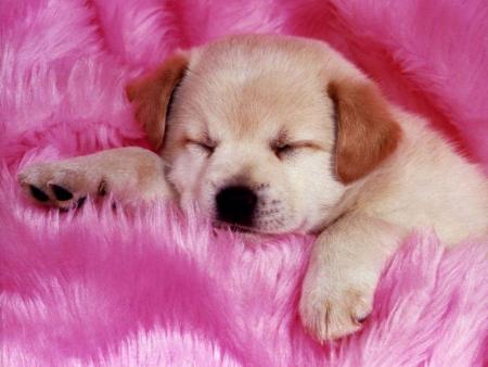 les labradors