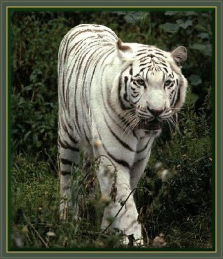 mon animal préféré !!